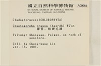 粗硬毛藻, 綠苔藏品圖，第2張