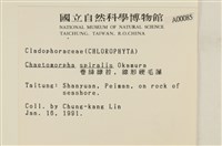 線形硬毛藻, 卷絲綠苔藏品圖，第2張