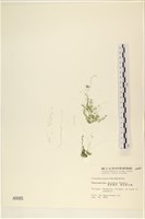 線形硬毛藻, 卷絲綠苔藏品圖，第1張