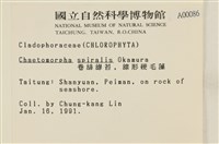 線形硬毛藻, 卷絲綠苔藏品圖，第2張