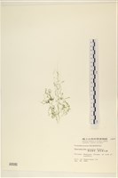 線形硬毛藻, 卷絲綠苔藏品圖，第3張
