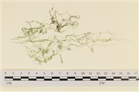 線形硬毛藻, 卷絲綠苔藏品圖，第1張