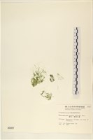 粗硬毛藻, 綠苔藏品圖，第1張