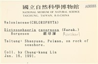 網球藻藏品圖，第2張