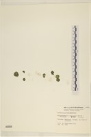 網球藻藏品圖，第1張