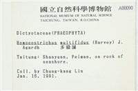 多扇藻藏品圖，第2張