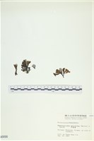 多扇藻藏品圖，第1張