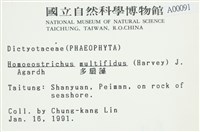 多扇藻藏品圖，第2張