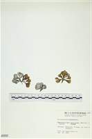 多扇藻藏品圖，第1張