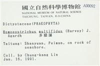 多扇藻藏品圖，第2張