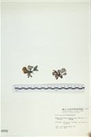 多扇藻藏品圖，第1張