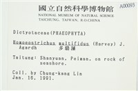 多扇藻藏品圖，第2張