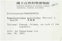 多扇藻藏品圖，第2張