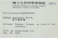 南方團扇藻藏品圖，第2張