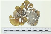 南方團扇藻藏品圖，第1張