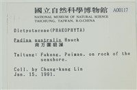 南方團扇藻藏品圖，第2張