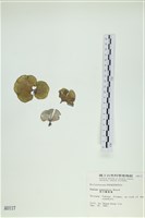南方團扇藻藏品圖，第1張