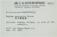 南方團扇藻藏品圖，第2張