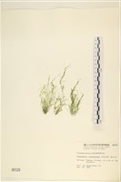 登錄號:A00000129藏品圖，第1張