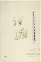 登錄號:A00000130藏品圖，第1張