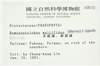 多扇藻藏品圖，第2張