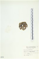 多扇藻藏品圖，第3張