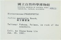 南方團扇藻藏品圖，第2張