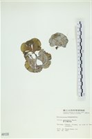 南方團扇藻藏品圖，第1張