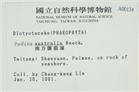 南方團扇藻藏品圖，第2張