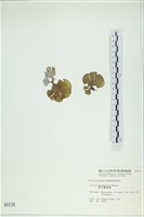 南方團扇藻藏品圖，第3張