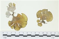 南方團扇藻藏品圖，第1張