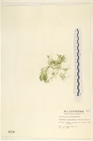 登錄號:A00000136藏品圖，第1張