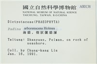 樹狀團扇藻藏品圖，第2張