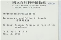 厚葉馬尾藻藏品圖，第2張