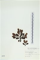 厚葉馬尾藻藏品圖，第3張