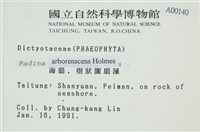 樹狀團扇藻藏品圖，第2張