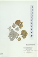 樹狀團扇藻藏品圖，第1張