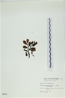 厚葉馬尾藻藏品圖，第3張