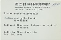 南方團扇藻藏品圖，第2張