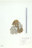 南方團扇藻藏品圖，第1張