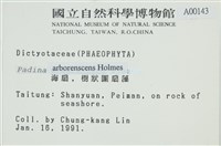 樹狀團扇藻藏品圖，第2張