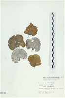樹狀團扇藻藏品圖，第1張