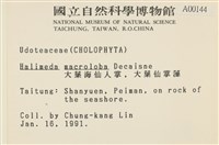 大葉海仙人掌, 大葉仙掌藻藏品圖，第2張