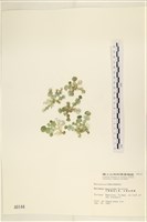 大葉海仙人掌, 大葉仙掌藻藏品圖，第1張