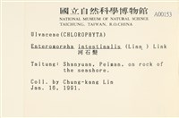 腸滸苔, 河石髮藏品圖，第2張