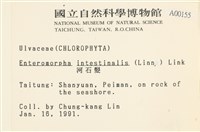 腸滸苔, 河石髮藏品圖，第2張