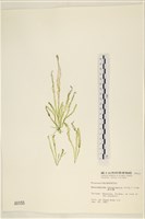 腸滸苔, 河石髮藏品圖，第1張