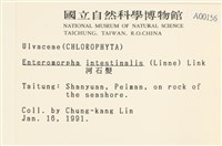 腸滸苔, 河石髮藏品圖，第2張