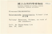 腸滸苔, 河石髮藏品圖，第2張