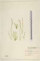 腸滸苔, 河石髮藏品圖，第1張
